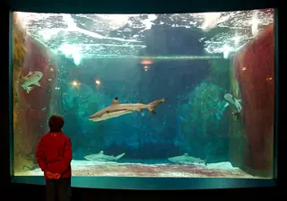 Aquarium-Muséum in Liège