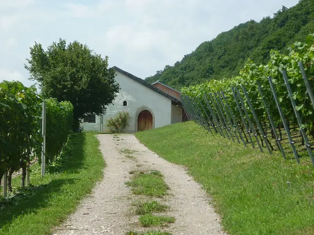 Baierwein-Museum in Bach an der Donau