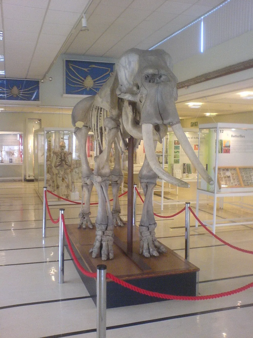 Cole Museum of Zoology in Reading