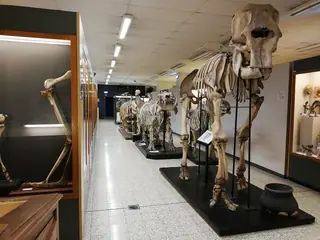 Muséum de Zoologie et d’Anthropologie de l’ULB in Brüssel