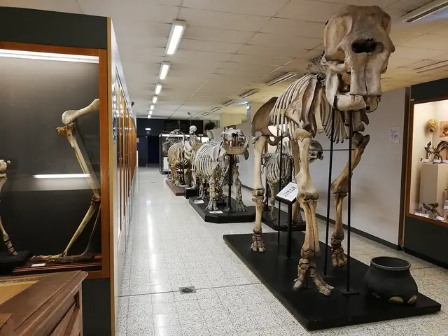 Muséum de Zoologie et d’Anthropologie de l’ULB in Brüssel