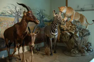 Muséum d’histoire naturelle de Bourges