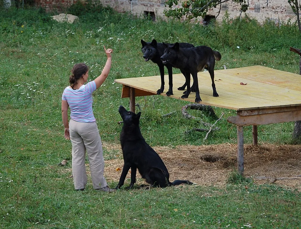 Wolf Science Center in Ernstbrunn